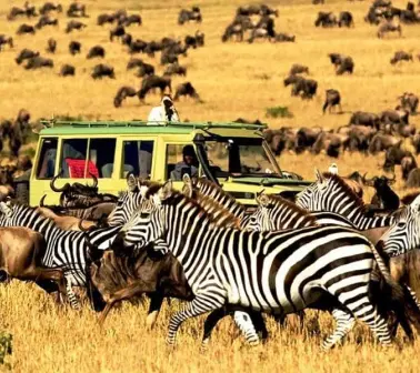 Wildebeest & Zebra