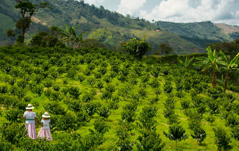 Coffee Estate Farm Tour