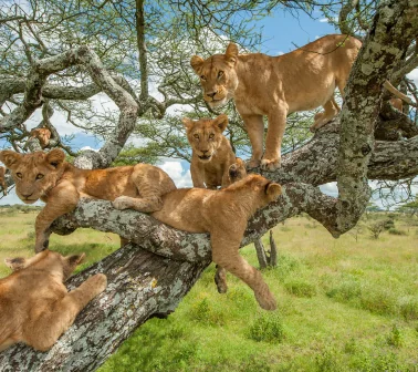 Tree-Climbing Lions