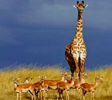 Giraffes and Impalas