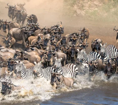 Large Herds of Wildebeest and Zebras