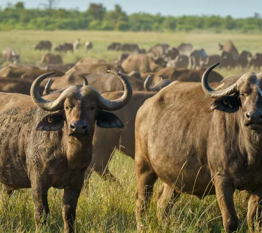 Buffalo and Waterbuck