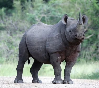 Black Rhinos