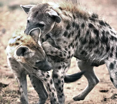 Spotted Hyenas