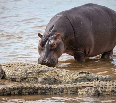 Hippos and Crocodiles