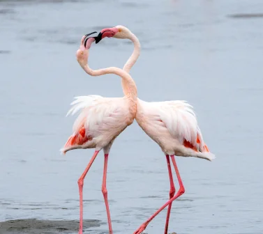 Flamingos