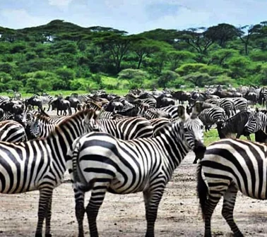 Thousands of  Zebras