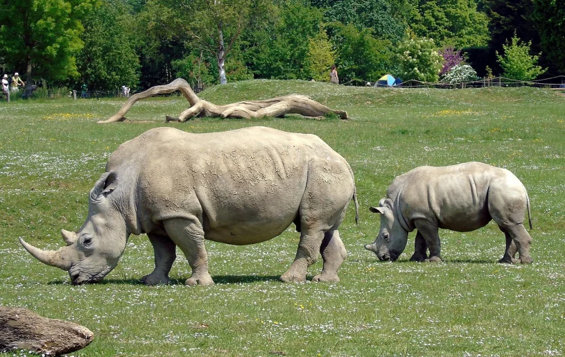 Rhino Viewing Safari