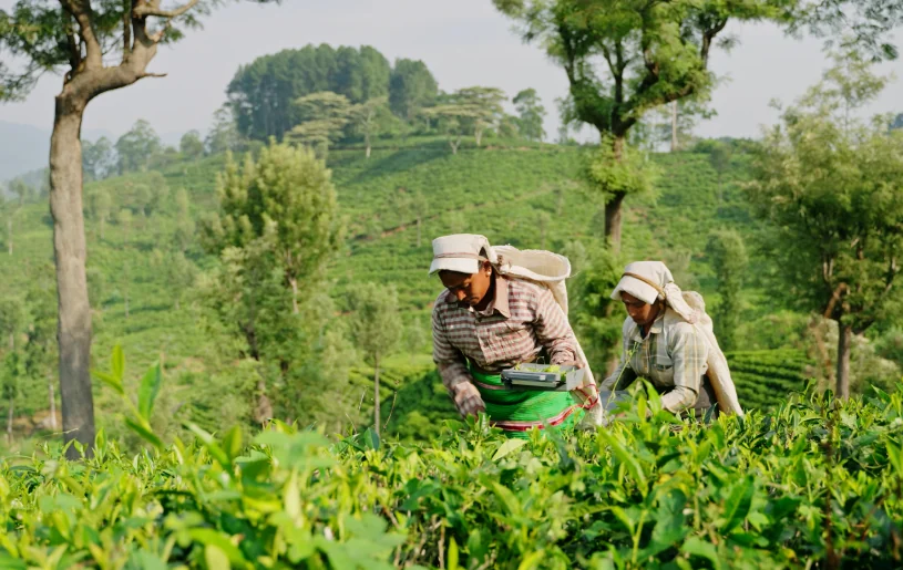 Coffee Tour in Village