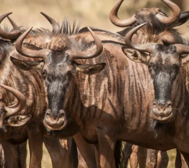 Wildebeest