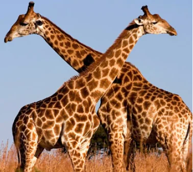 Giraffes