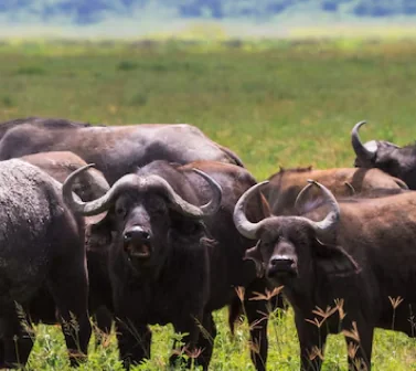 Buffaloes