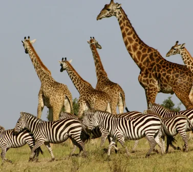 Giraffes and Zebras