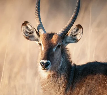 Waterbucks, Sykes’ Monkeys, and Bushbucks