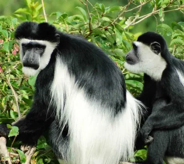 Colobus Monkeys
