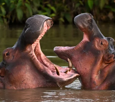 Hippos