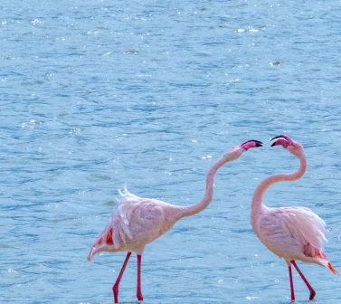 Greater Flamingos