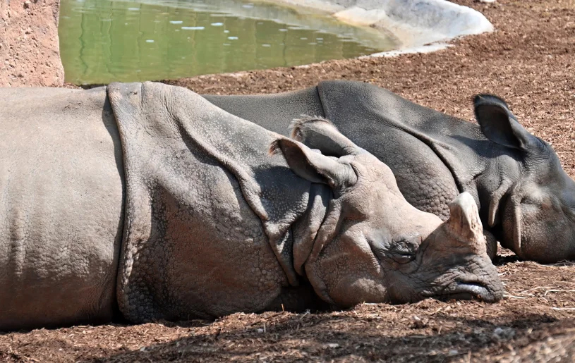 Rhino at Kisima Project