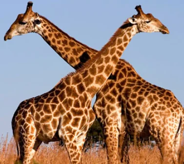 Giraffes