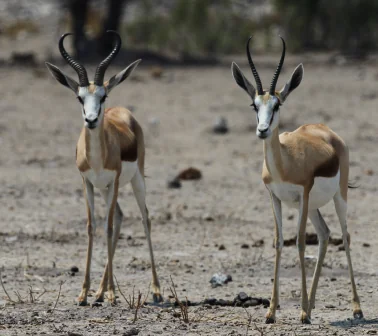 Thomson’s and Grant’s Gazelles