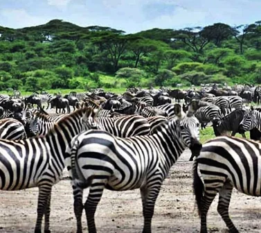 Zebras